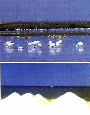 Flamingos&Salzberge